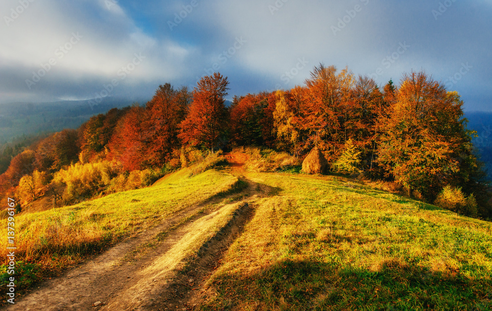 Naklejka premium Forest Road in the autumn.