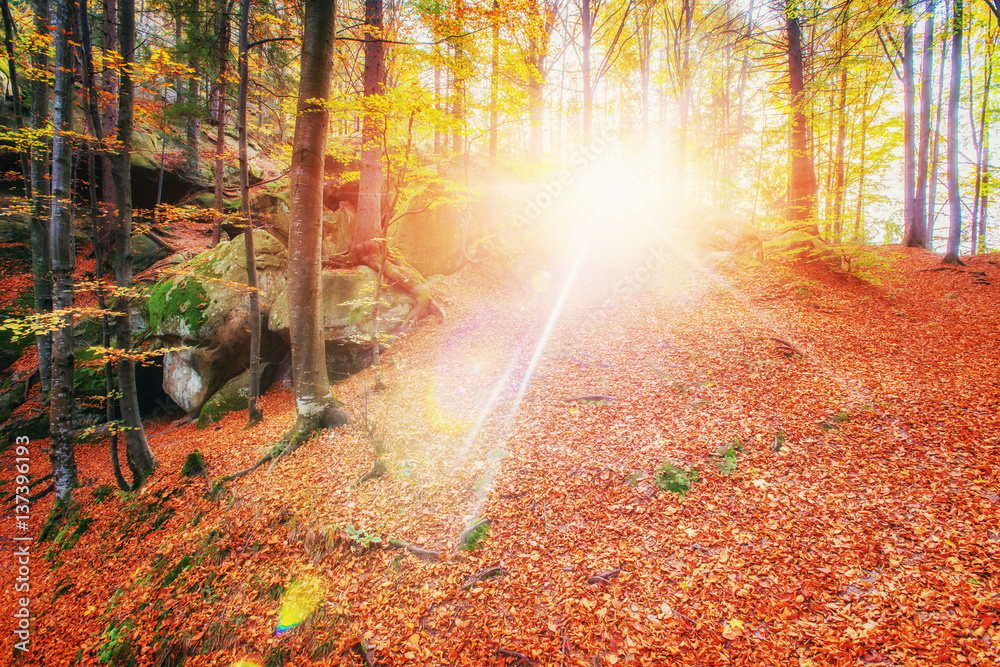 Fototapeta Las w słoneczne popołudnie podczas sezonu. Jesienny krajobraz. Ukrain