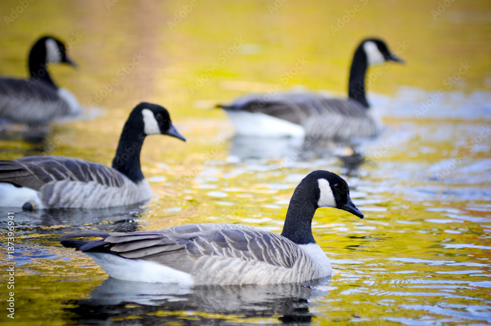 Obraz premium 4 Canadian Geese