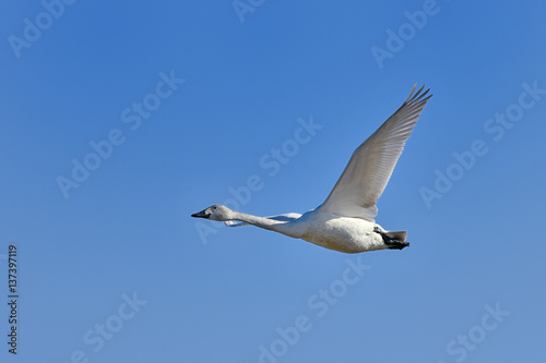 白鳥の飛翔 © dreamnikon