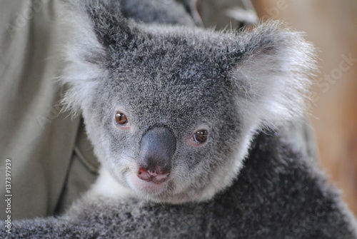 Fototapeta Naklejka Na Ścianę i Meble -  Portrait of koala in Queensland, Australia.