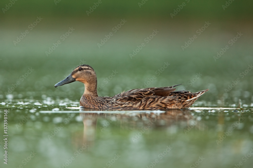 wild duck, anas platyrhynchos, mallard, Czech republic wild duck, anas platyrhynchos, mallard, Czech republic