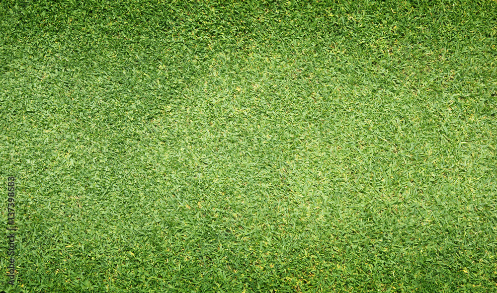 Obraz premium grass background green lawn