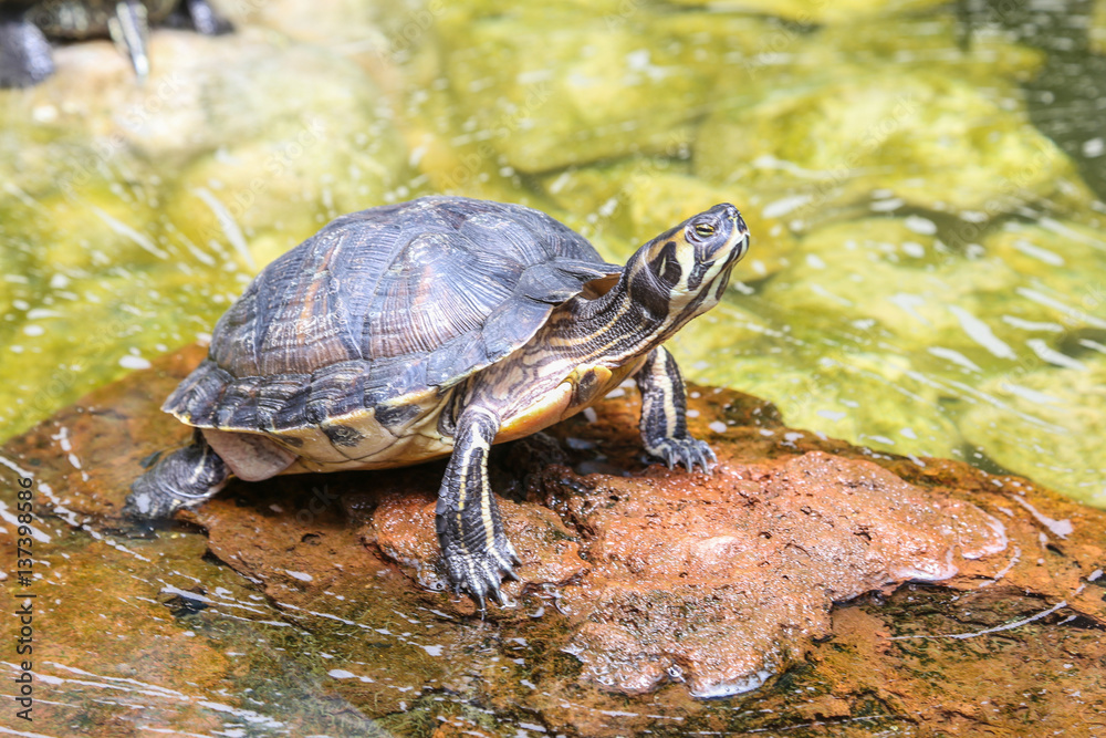 TORTUE TURTLE TORTUE TURTLE