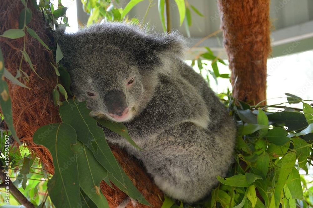 Obraz premium Koala on eucalyptus tree in New South Wales, Australia.