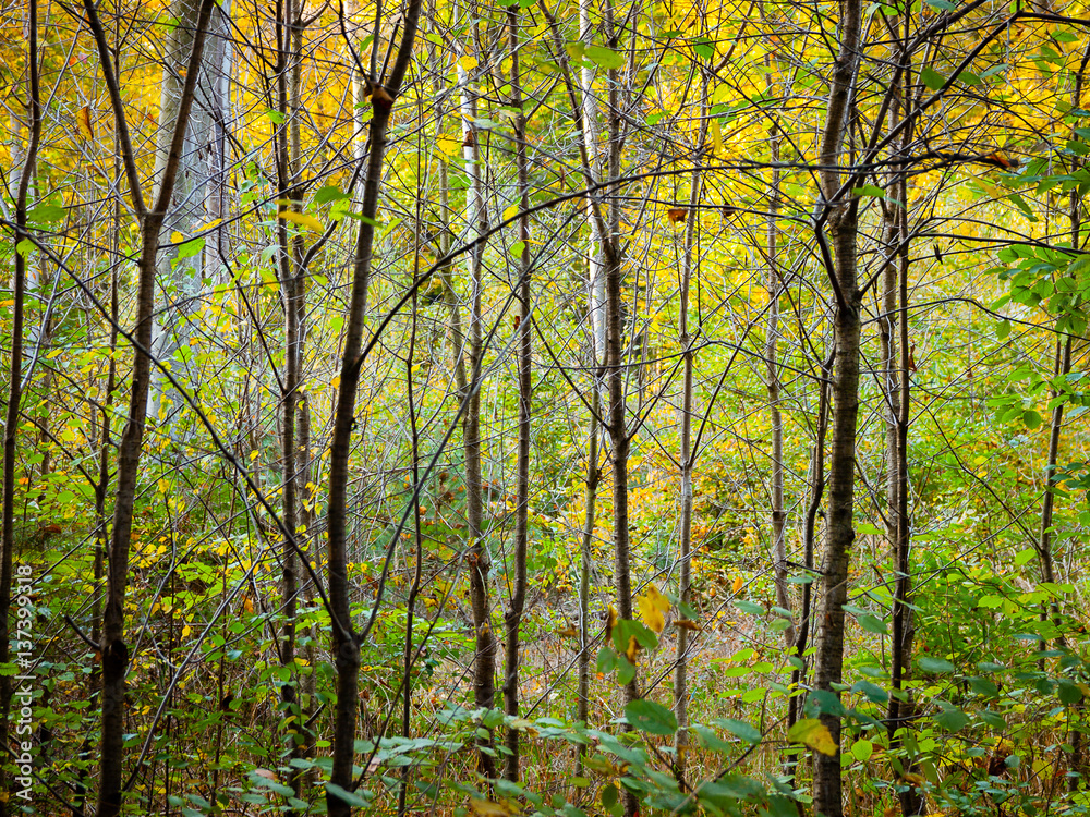 Fototapeta premium autumn woods