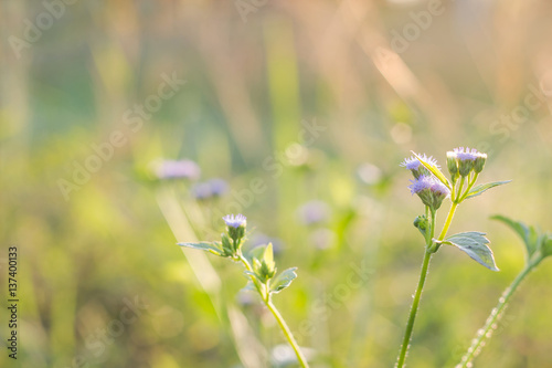 Forest meadow with wild grasses,Macro image with small depth of field,Blur background