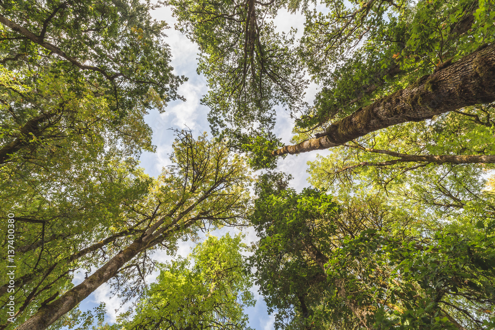 Fototapeta premium Looking up to the canopy in a forest with very tall, mature trees. Champoeg State Park in Oregon, USA.
