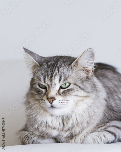 adorable cats, silver version of siberian breed on a white sofa © Massimo Cattaneo