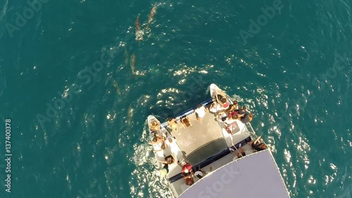 Flight on catamaran between dolphin 
Drone over sea in beautiful day photo