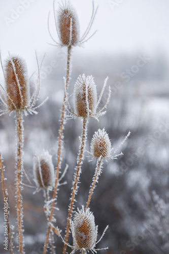 Hoar Frost On Thistles
