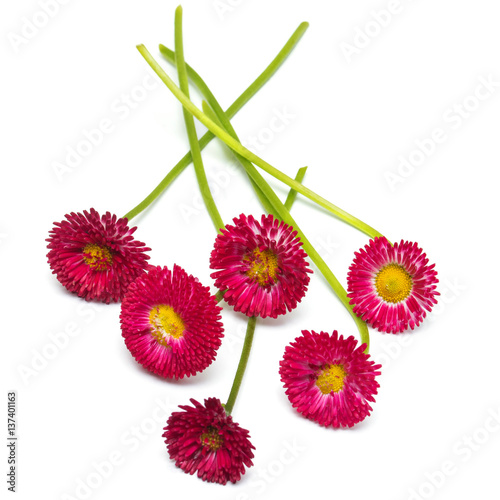 Beautiful red marguerite flowers bouquet isolated on white background