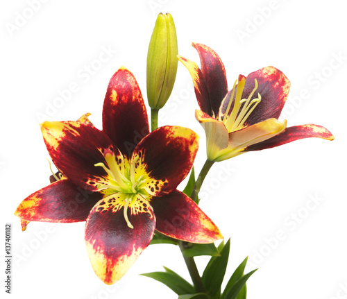 Beautiful flower Asiatic hybrid lily Easy Dance isolated on white background