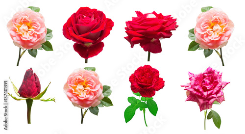 A beautiful collection of roses flowers in red and pink colors isolated on white background. Wedding card. Bouquet. Flat lay  top view