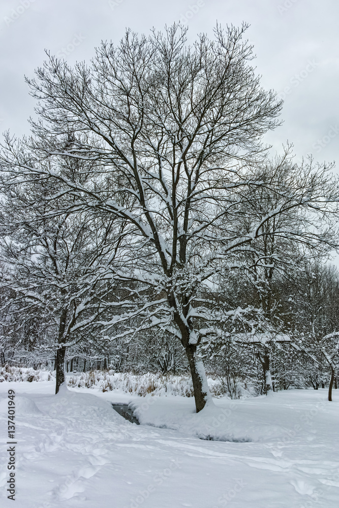 Winter Panorama with snow covered trees in South Park in city of Sofia, Bulgaria
