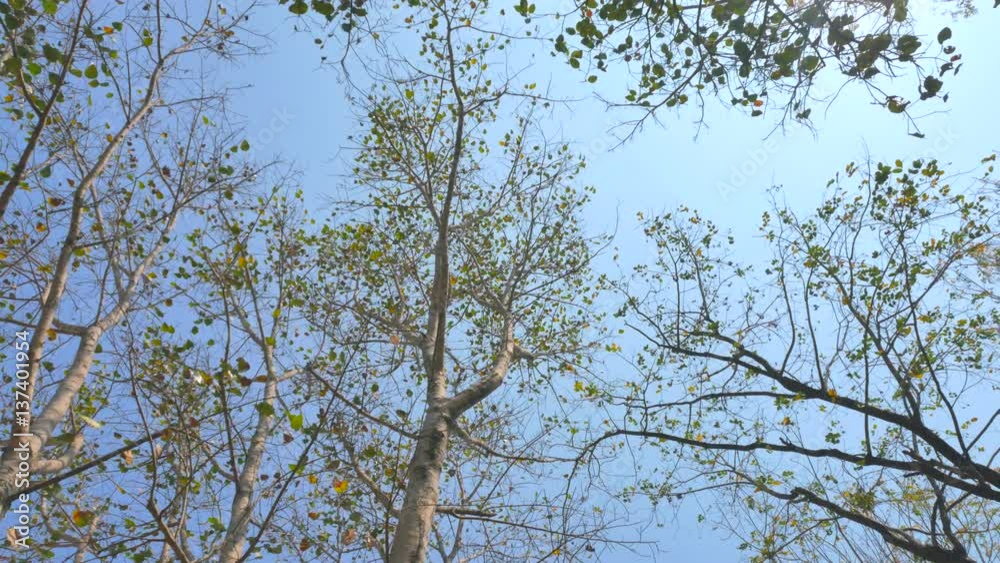Tree dry season Tree dry season