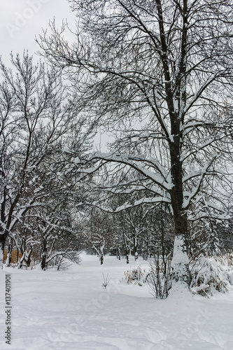 Winter Panorama with snow covered trees in South Park in city of Sofia, Bulgaria   © hdesislava