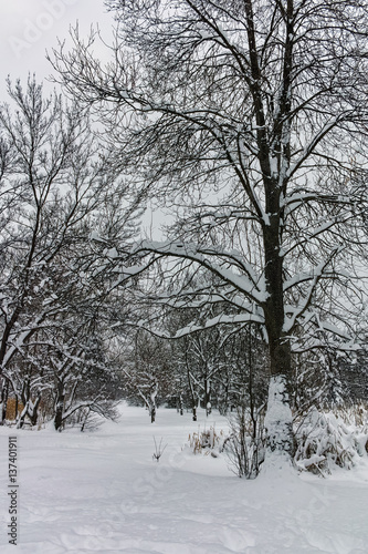 Wallpaper Mural Winter Panorama with snow covered trees in South Park in city of Sofia, Bulgaria
 Torontodigital.ca