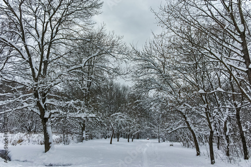 Winter Panorama with snow covered trees in South Park in city of Sofia, Bulgaria 