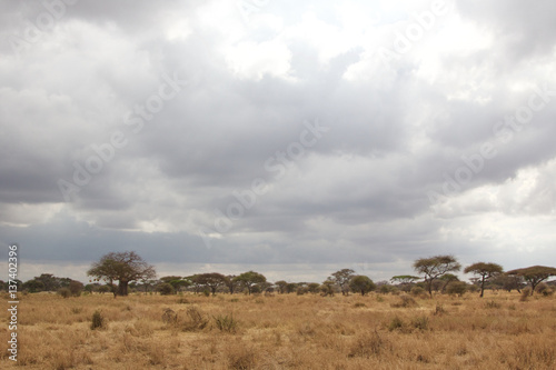 Tarangire National Park Landscape