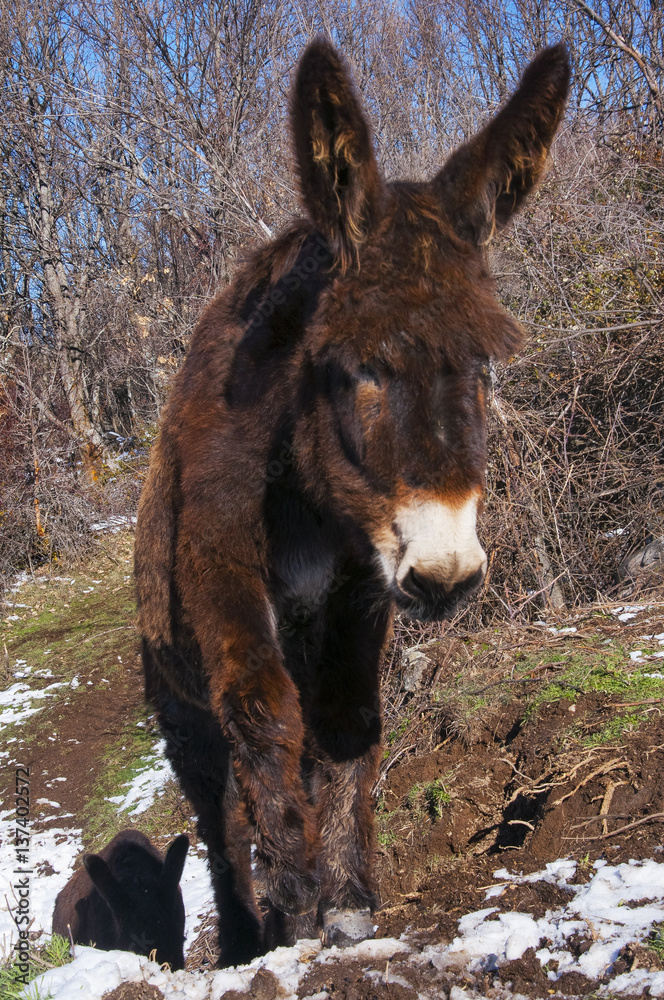 Burro zamorano en las montañas nevadas Burro zamorano en las montañas nevadas