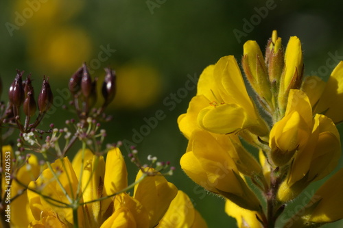 Genêt herbacé, Genista sagittalis photo