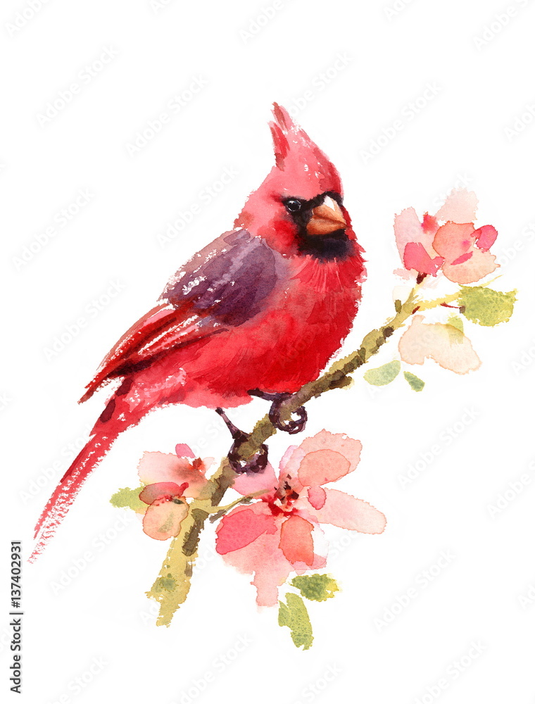 Obraz Kardynał czerwony ptak na gałęzi z kwiatami akwarela ręcznie rysowane lato ilustracja na białym tle