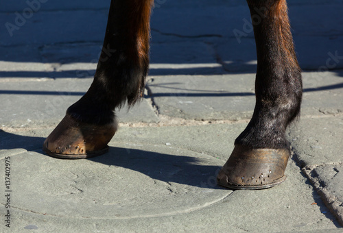Horse hooves on the flagstones