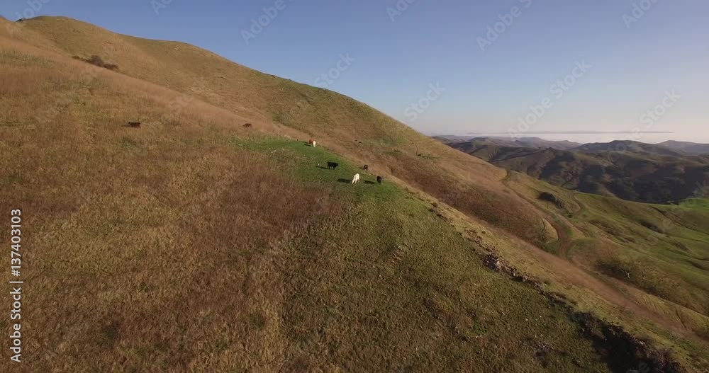 Orbit Cows on a hill, Aerial, 4K, 34s, 2of7, Cows, Farming, Ranching, farm, Reveal, Stock Video Sale - Drone Discoveries llc. Orbit Cows on a hill, Aerial, 4K, 34s, 2of7, Cows, Farming, Ranching, farm, Reveal, Stock Video Sale - Drone Discoveries llc.