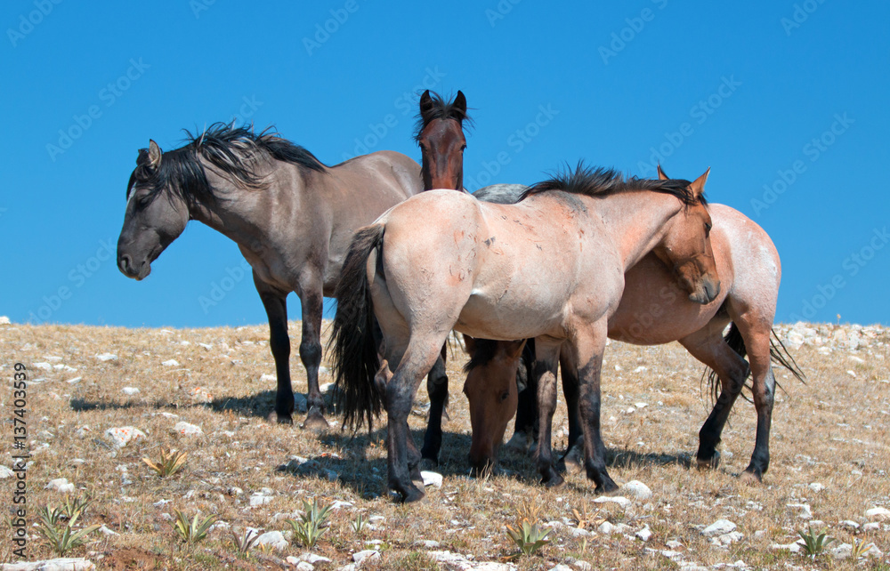 Small Band of Wild Horses on Sykes Ridge in the Pryor Mountains Wild Horse Range in Montana USA Small Band of Wild Horses on Sykes Ridge in the Pryor Mountains Wild Horse Range in Montana USA