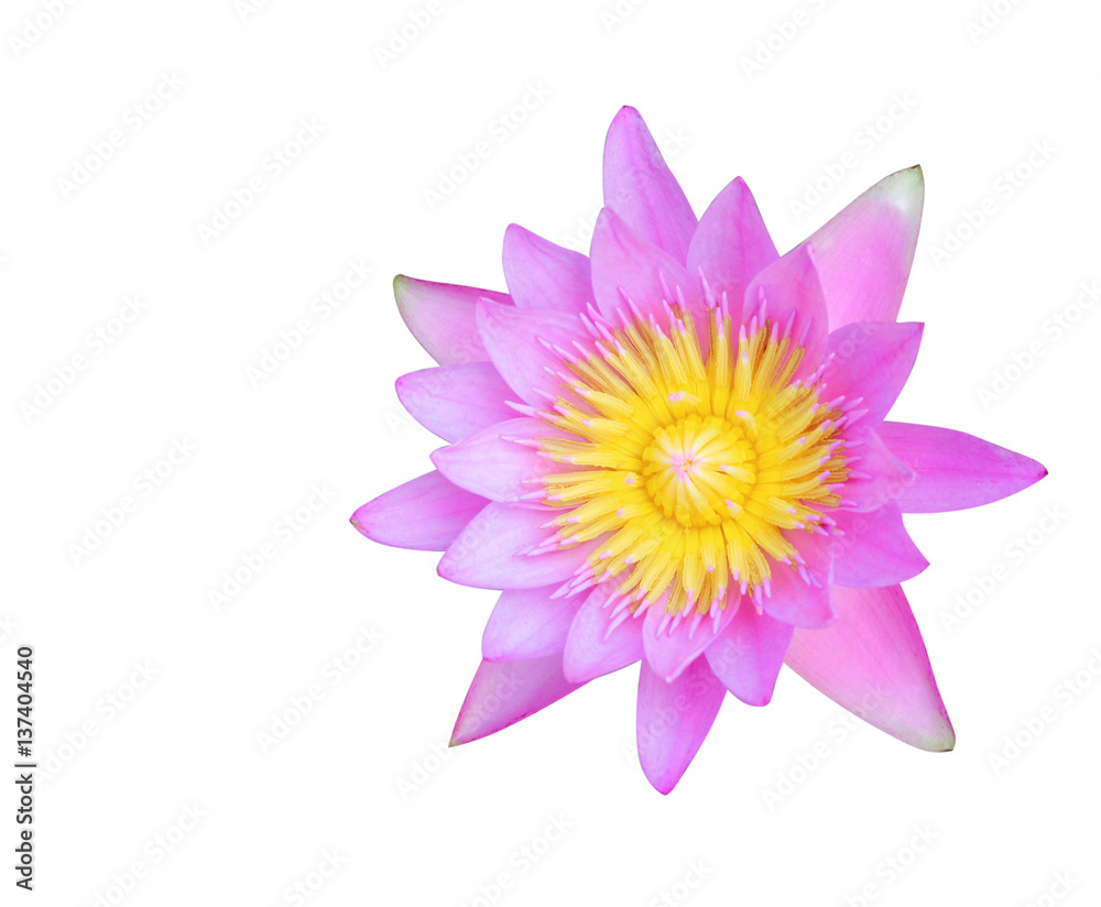 Beautiful Lotus flower on white background texture