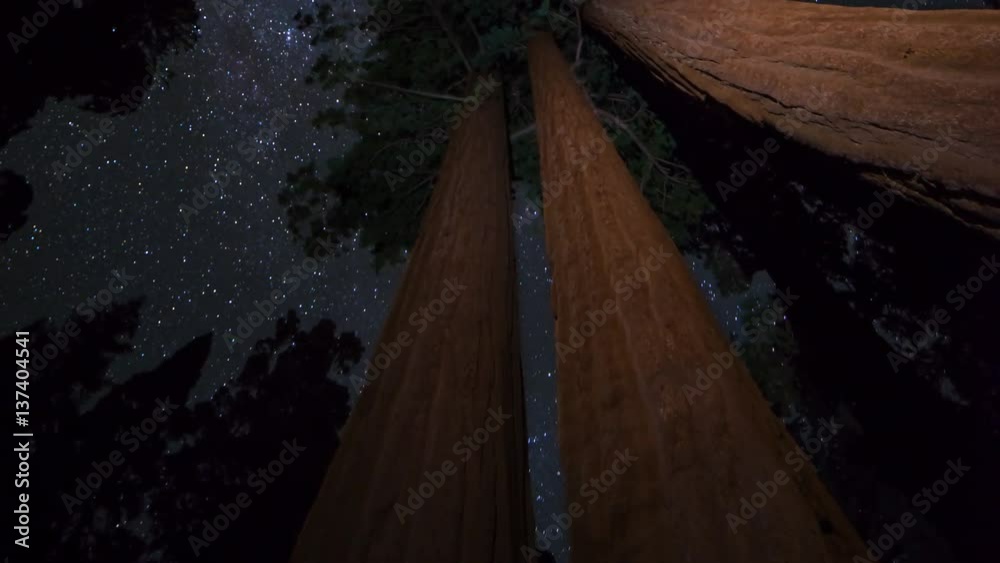 Astro Timelapse Low Angle of Night Sky over Giant Sequoia Astro Timelapse Low Angle of Night Sky over Giant Sequoia