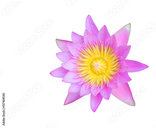 Beautiful Lotus flower on white background texture