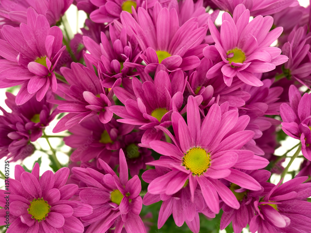 Obraz premium 菊の花