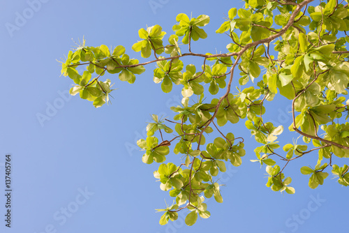 Green sea almond leaves with tree branch