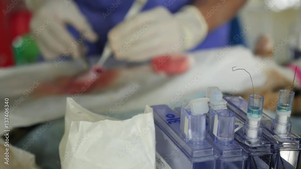 Veterinarian Perform Animal Neutering in Veterinary Clinic Veterinarian Perform Animal Neutering in Veterinary Clinic