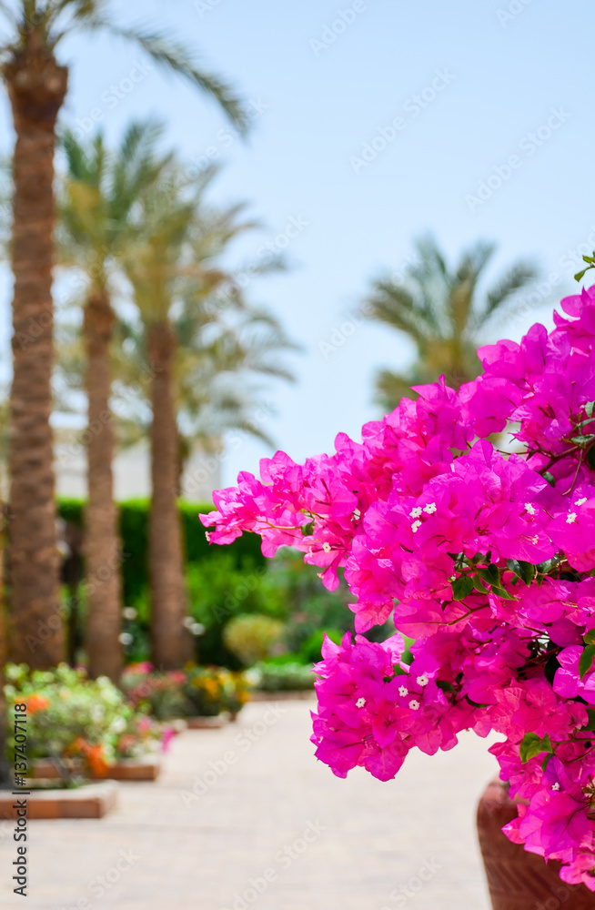 Beautiful flowers of bougainvillea in the hotel on the coast of Egypt