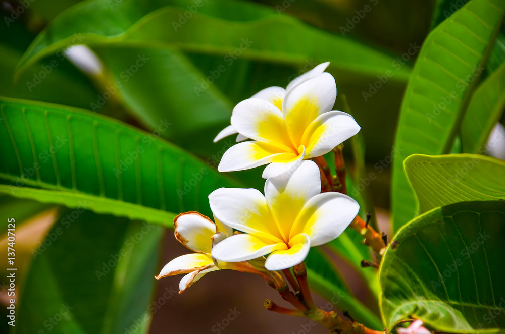 Obraz premium Beautiful flowers of plumeria in a hotel on the coast of Egypt