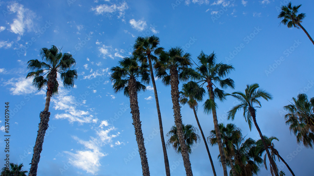 Obraz premium Drzewo palmowe