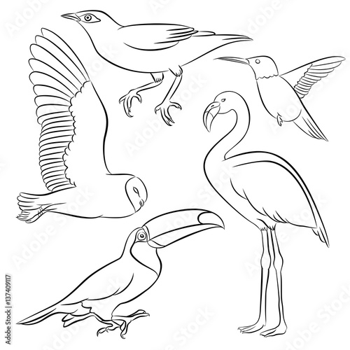 owl flamingo toucan colibri starling bird line vector illustration set