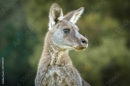 Fototapeta Naklejka Na Ścianę i Meble -  Kangaroo