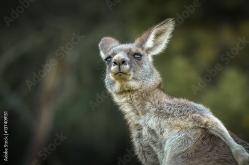 Kangaroo