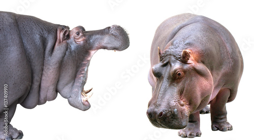 Tablou canvas Hippopotamus isolated on white background