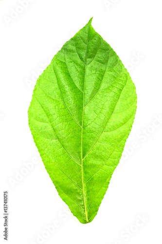 Close-up of green leaf