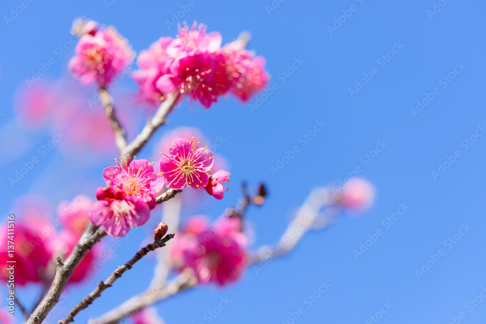 Japanease Red Plum,in Showa Kinen Park,Tokyo,Japan Japanease Red Plum,in Showa Kinen Park,Tokyo,Japan