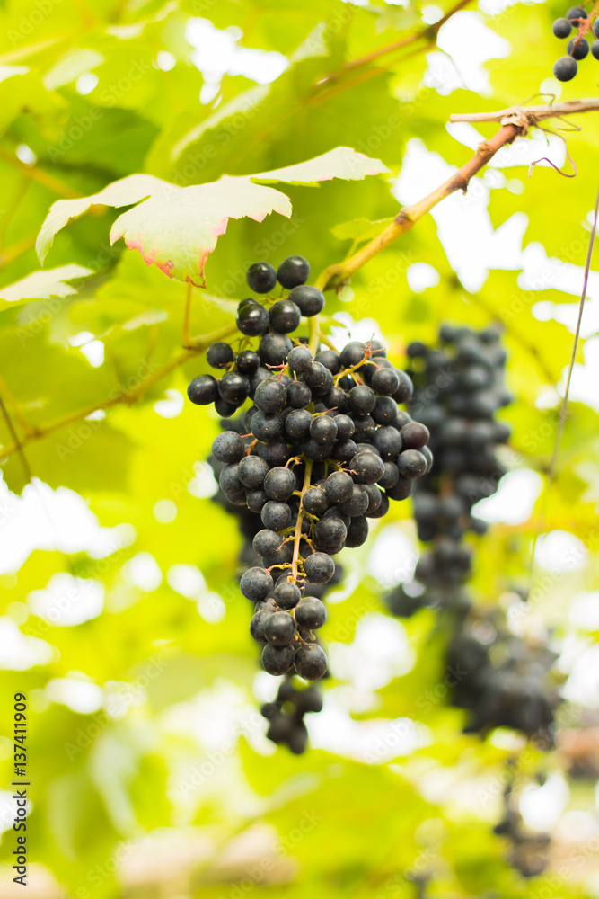 purple red grapes with green leaves on the vine. fresh fruits purple red grapes with green leaves on the vine. fresh fruits