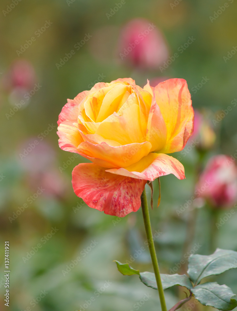 Obraz premium Roses in the garden