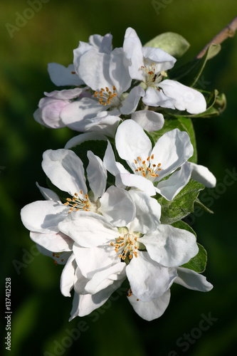 Group of white flowers./White large flowers decorate branches of an apple tree in the spring.