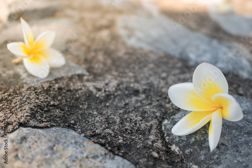 white and yellow pagoda tree flower falling on gray rough rock paht © angyim