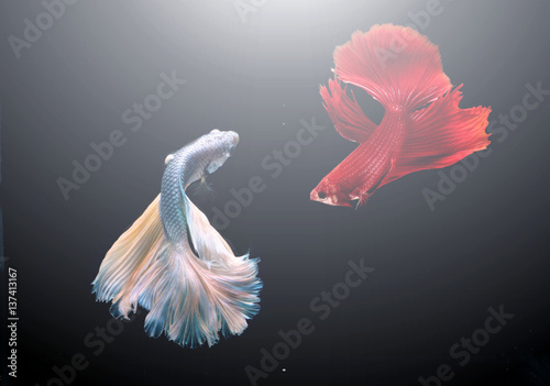 fish, fighting, siamese, background, betta, black, white, nature, beauty, beautiful, aquarium, animal, exotic, splendens, motion, color, colorful, tropical, space, tail, luxury, 
